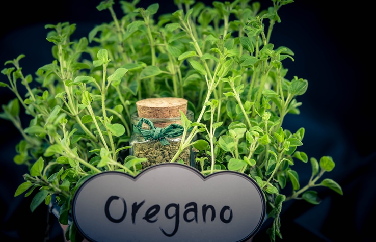You are currently viewing O is for Oregano